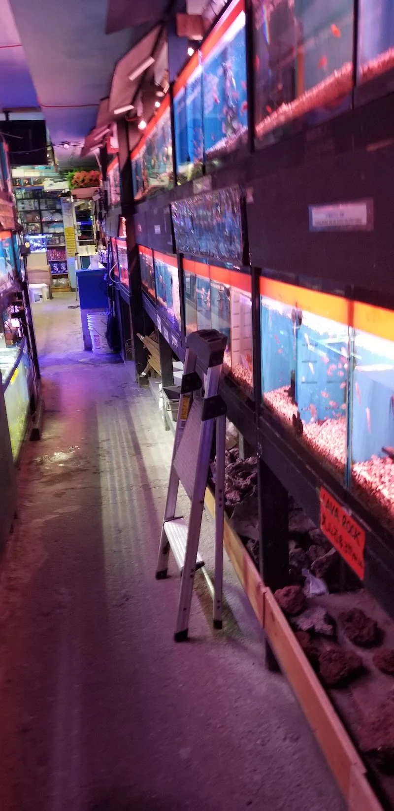 Sourced reference photo of Kissena Aquarium's narrow aisle lined with illuminated fish tanks