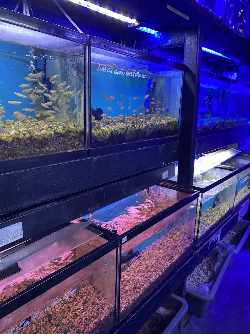 Sourced reference photo of blue-lit aquarium racks at Kissena Aquarium