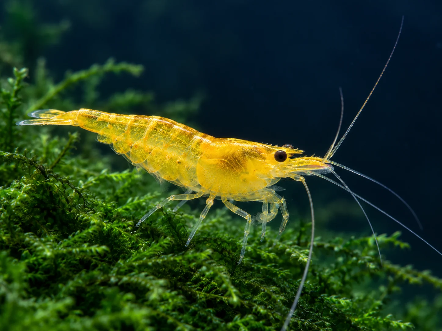 Illustrative golden-yellow freshwater shrimp resting on aquarium moss